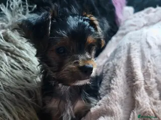 Yorkshire Terrier dogs Exceptional Yorkshire Terrier Boy - Advert 5