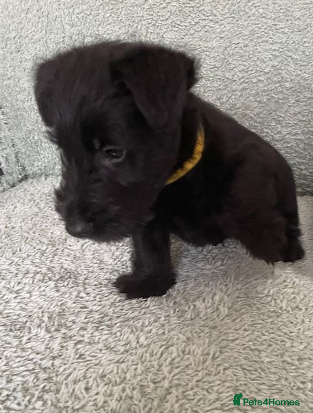 Scottish Terrier dogs for sale: Scottish Terrier puppies - Image 7