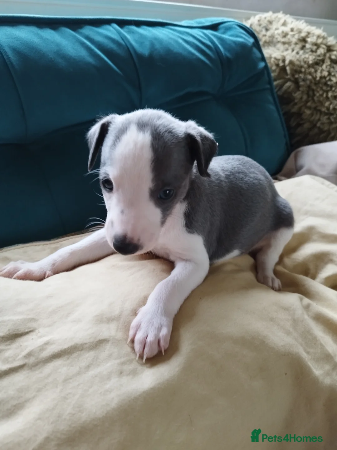 Whippet dogs for sale: Beautiful KC registered whippet puppies  - Advert 17