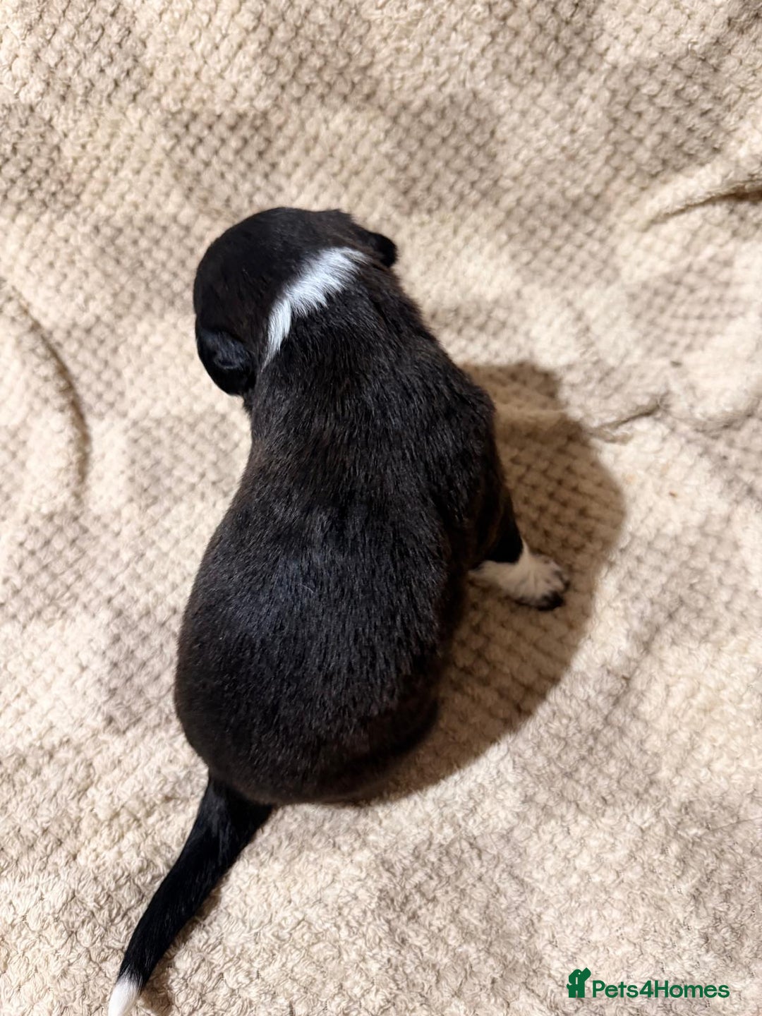 Mixed Breed dogs for sale: ✨🐾 3 Beautiful Female Puppies Available 🐾✨ - Advert 6