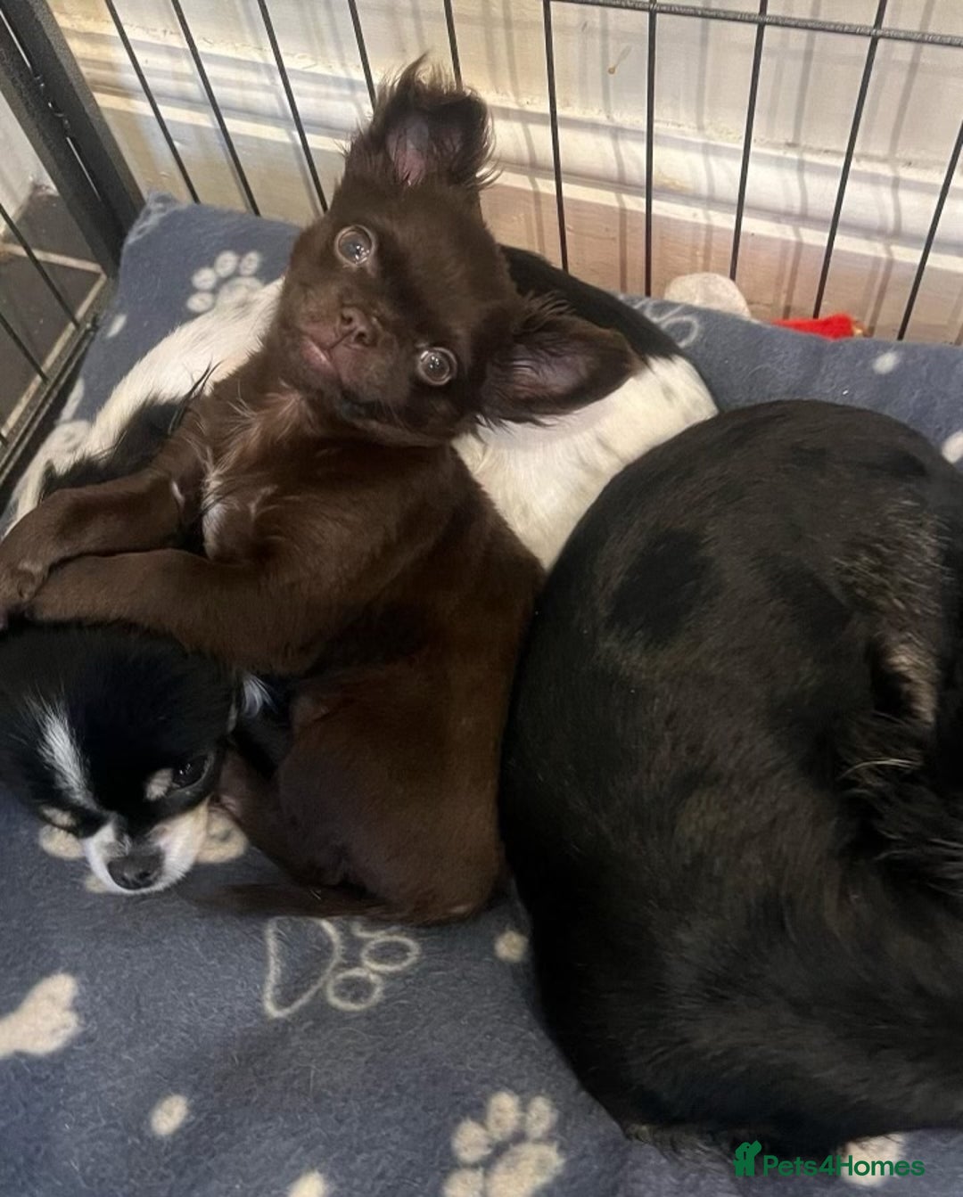 Chihuahua dogs for stud: Duke- KC Reg Chocolate Long Coat Stud Available in Tredegar - Advert 7