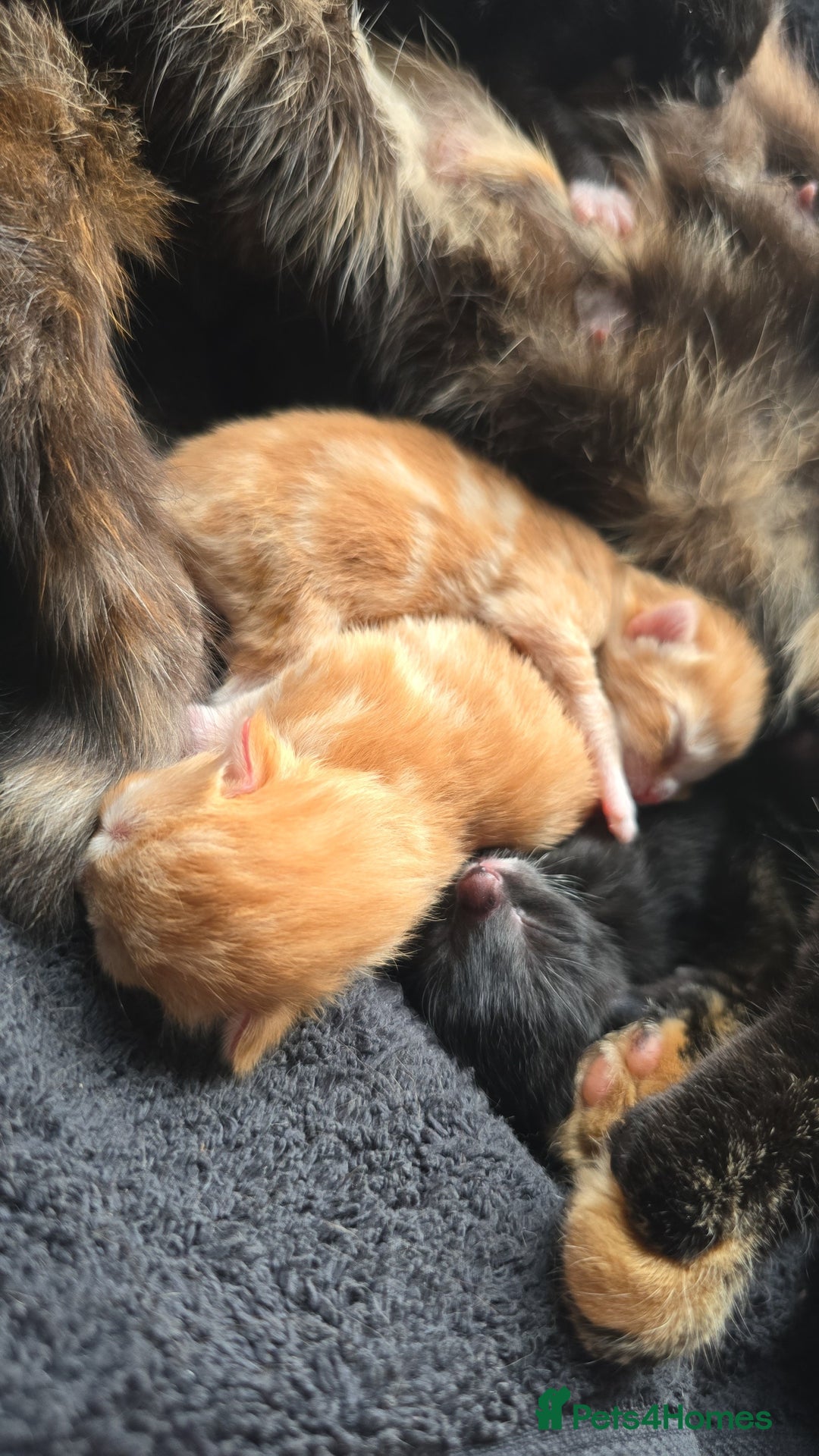 Mixed Breed cats for sale: Kittens for Sale - Image 3