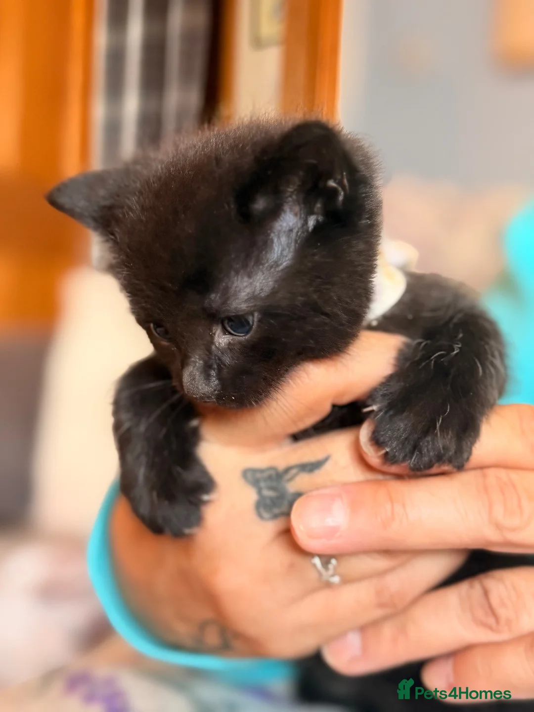 Mixed Breed cats for sale: 4 sunning long and short hair kittens - Advert 17