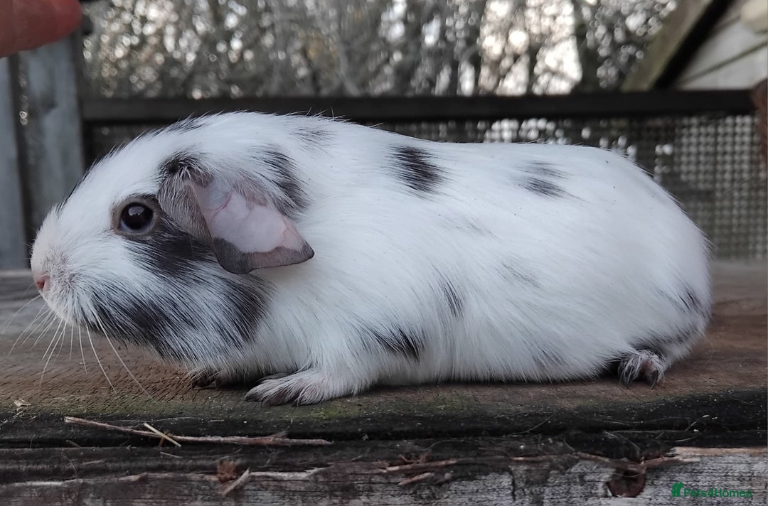 Guinea Pig rodents for sale: Swiss, Dalmation, Self Chocolate Boys and Girls - Advert 28