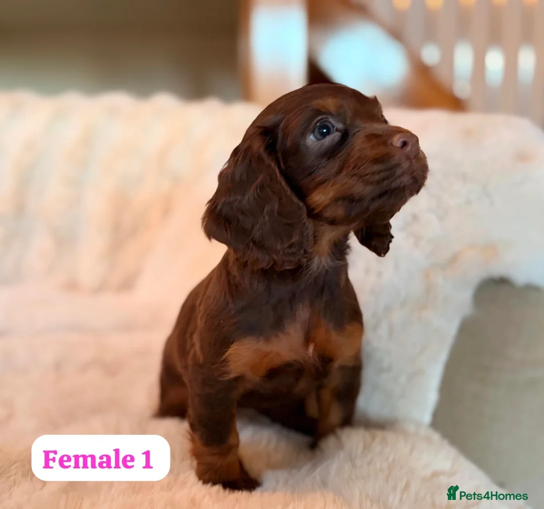 Cocker Spaniel dogs for sale: BEAUTIFUL KC REG CHOC-TAN COCKER SPANIEL PUPS - Advert 9