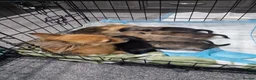Chihuahua dogs for sale: **READY NOW** ONE left!! Beautiful Ebony.. 🥰🥰 ** - Advert 8