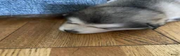 Alaskan Malamute dogs for stud: Alaskan Malamute for Stud   in Oldham - Advert 24
