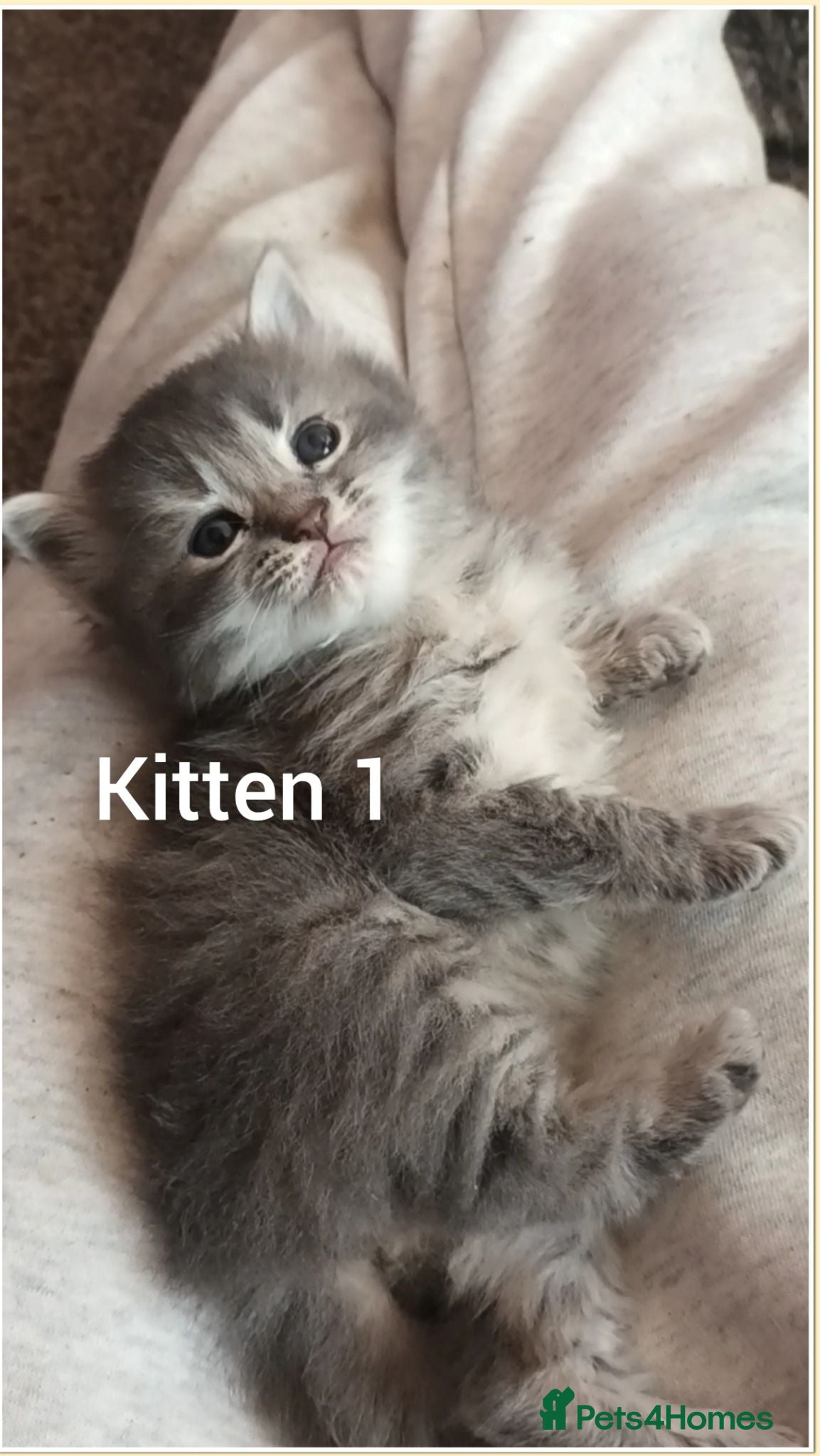 Mixed Breed cats Beautiful Babies - Advert 2