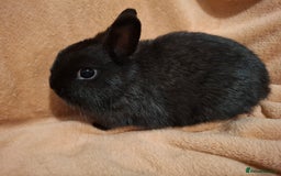 Netherland Dwarf rabbits for sale: Beautiful Pure-bred Netherland Dwarf Does - Image 6