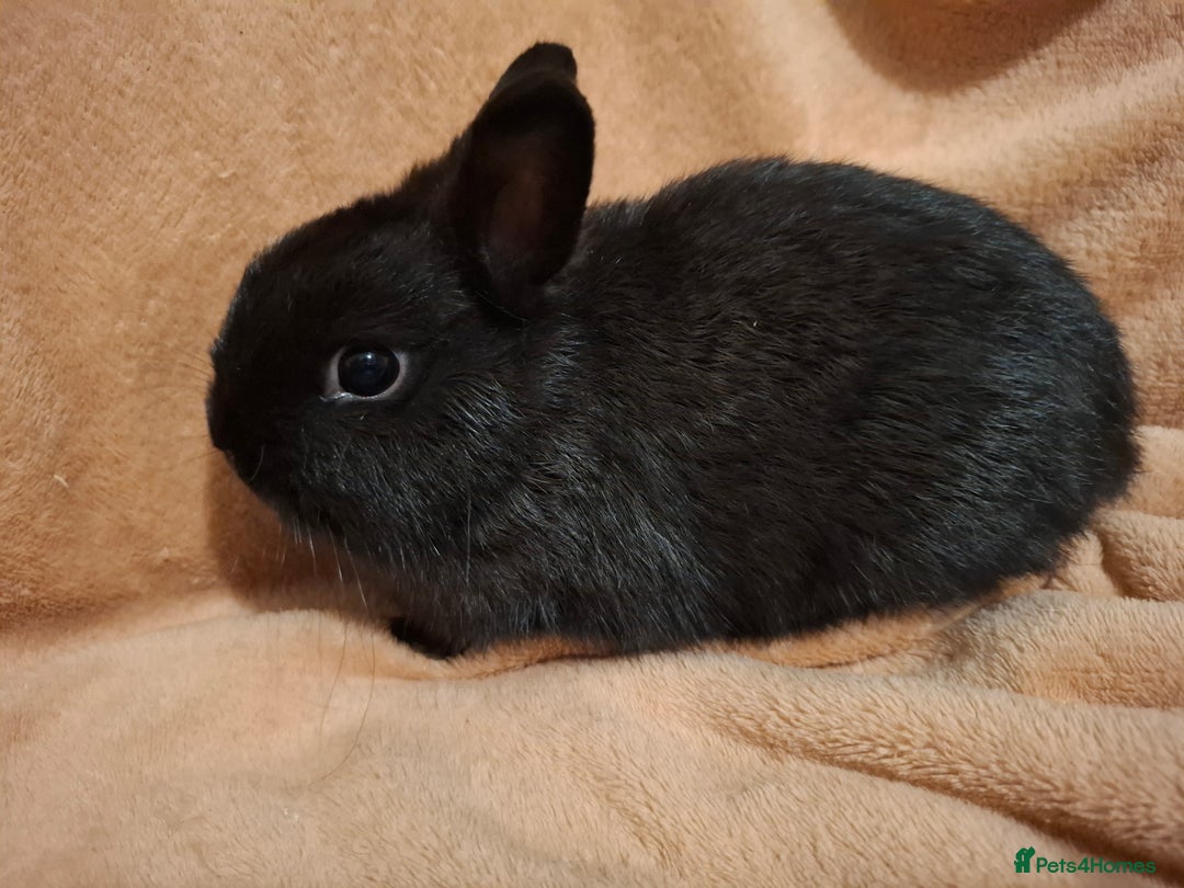 Netherland Dwarf rabbits for sale: Beautiful Pure-bred Netherland Dwarf Does - Image 6