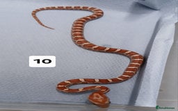 Corn Snake reptiles for sale: Corn Snake Morph Hatchling's  - Image 20