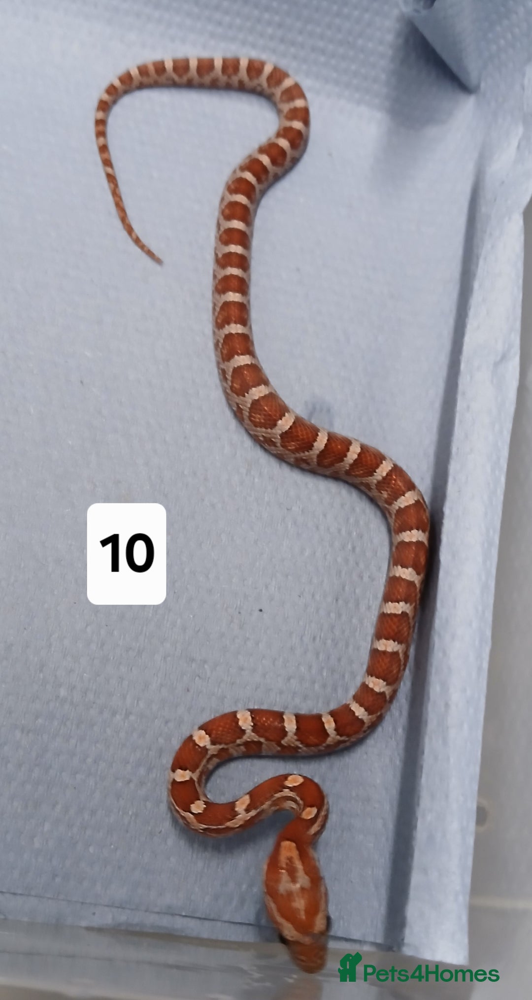 Corn Snake reptiles for sale: Corn Snake Morph Hatchling's  - Image 20