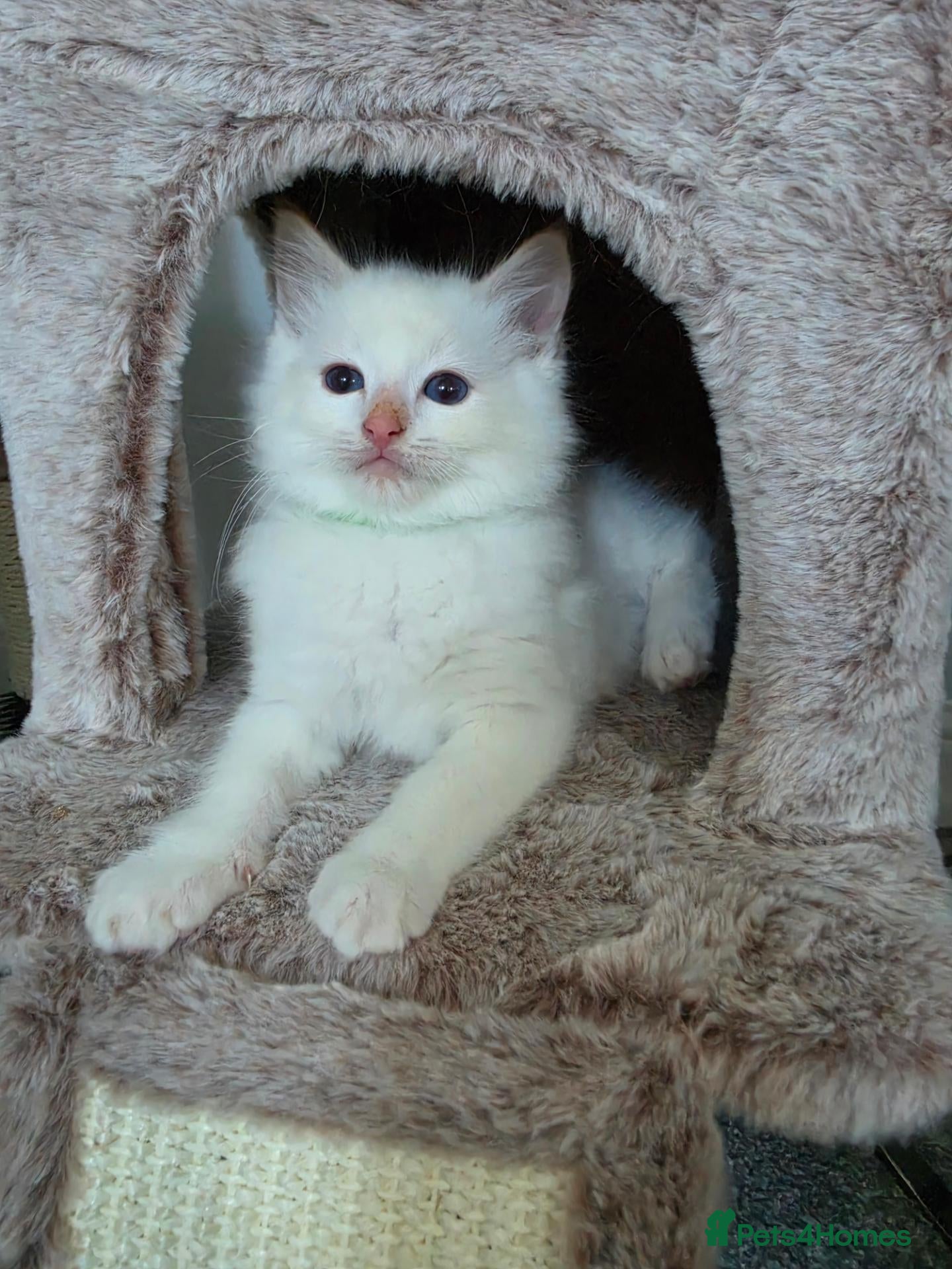 Ragdoll cats GCCF Registered Apricot/Cream boys. - Advert 2