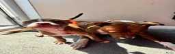 Staffordshire Bull Terrier dogs for sale: Last girl puppy in Great Yarmouth - Advert 7