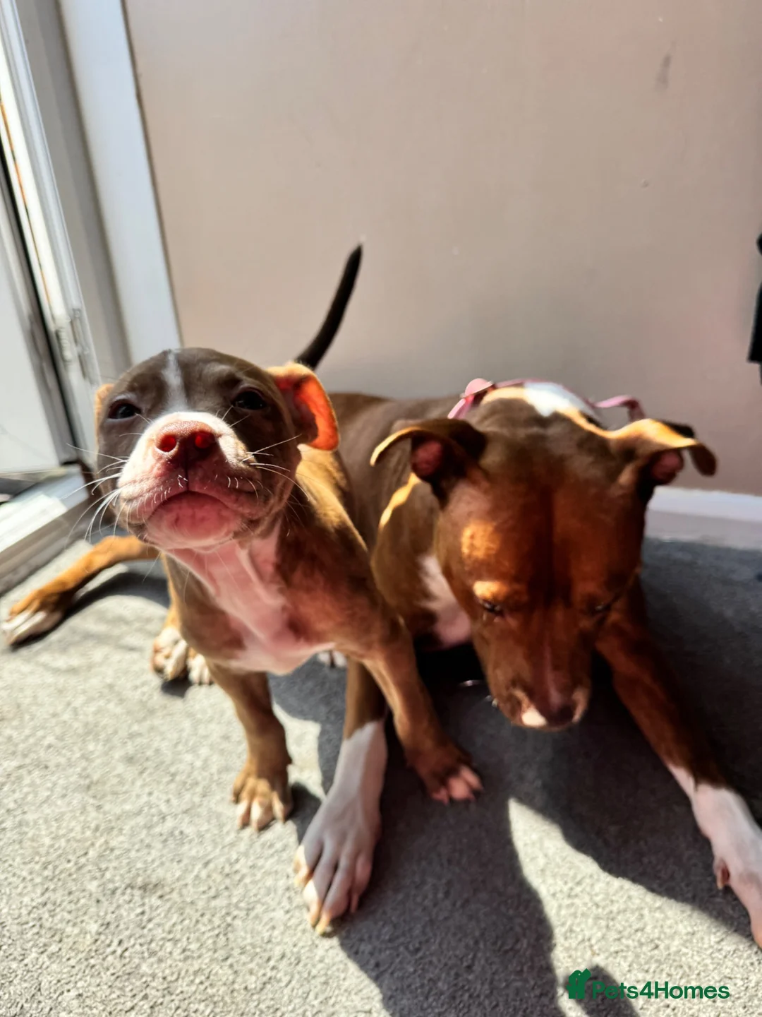 Staffordshire Bull Terrier dogs for sale: Last girl puppy in Great Yarmouth - Advert 7