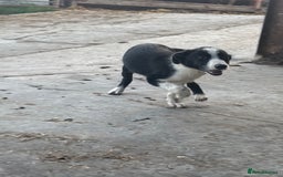 Bearded Collie dogs for sale: 2 collies for sale  - Image 2