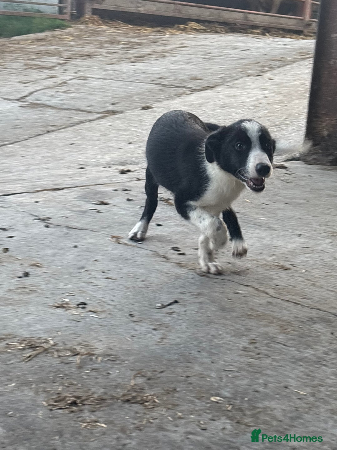 Bearded Collie dogs for sale: 2 collies for sale  - Image 2