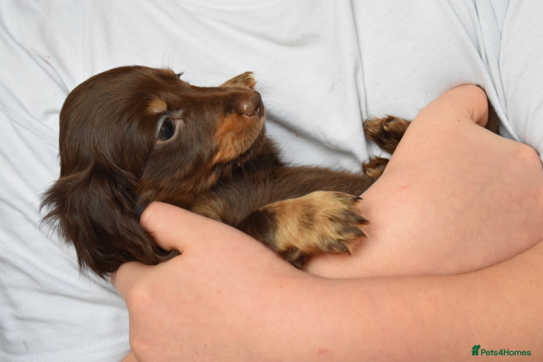 Dachshund dogs for sale: true miniature dachshund puppies ready now  - Image 17