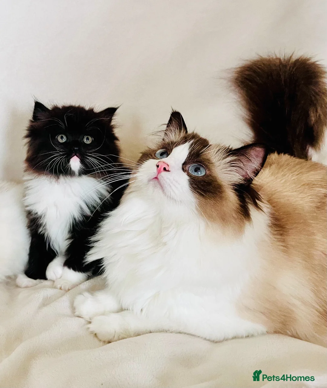 Persian cats for sale: Ragdoll x Persian Kitten (LAST FEMALE) - Advert 6