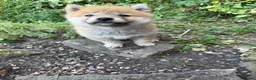 Japanese Shiba Inu dogs for sale: Health tested champion bloodline small size Shiba  - Advert 5