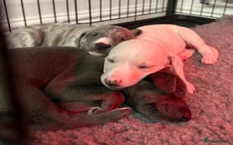 Whippet dogs for sale: KC Registered Whippet Puppies - Image 9