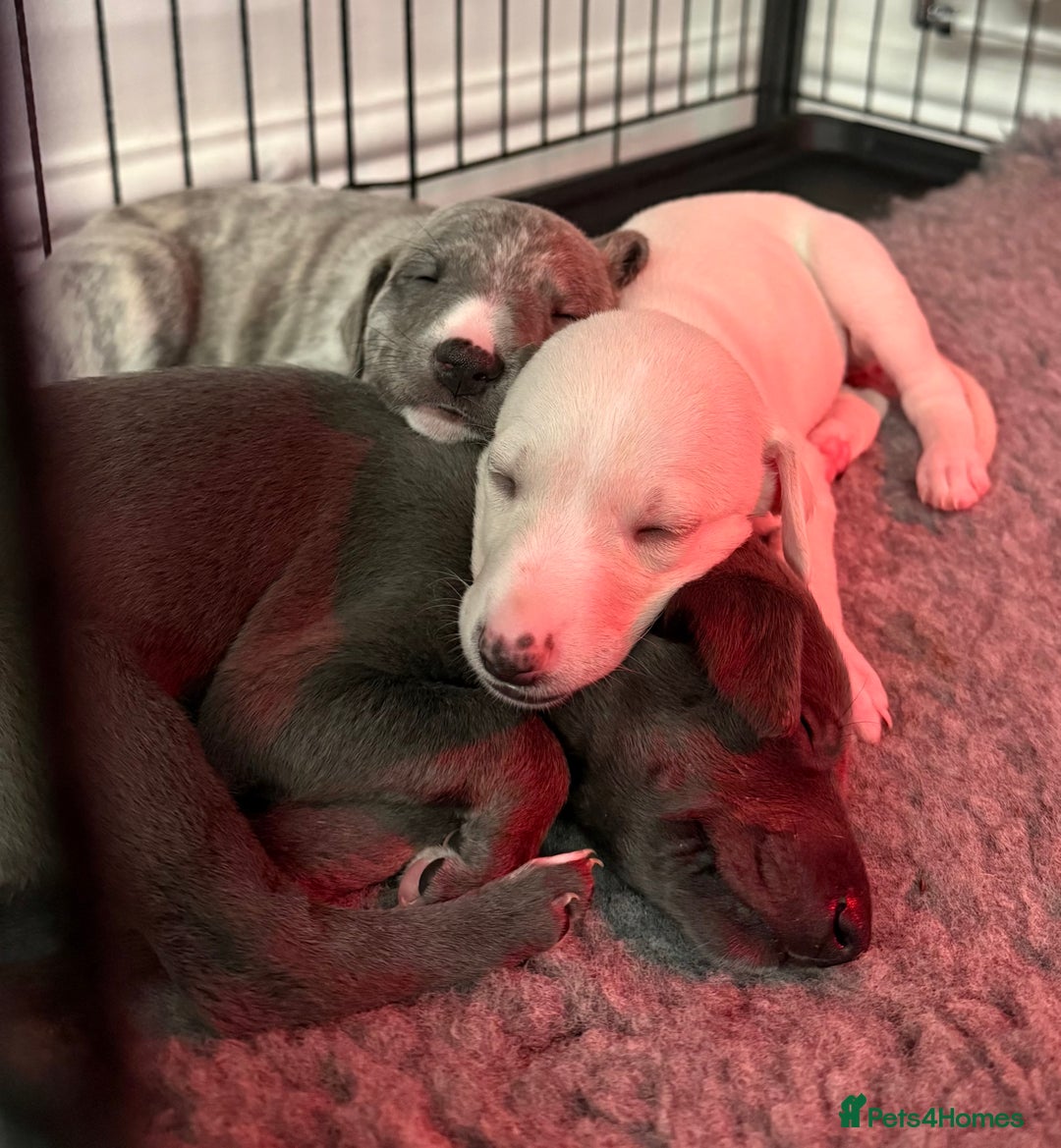 Whippet dogs for sale: KC Registered Whippet Puppies - Image 9