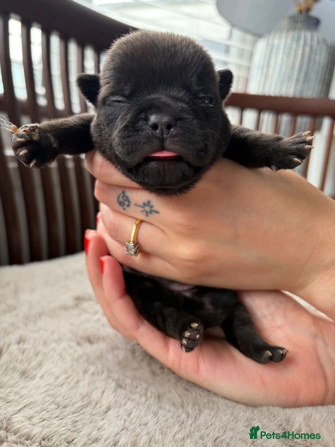 Mixed Breed dogs for sale: 8 Bullpei x French BullDog puppies for sale  - Advert 19