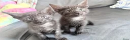 Mixed Breed cats for sale: Savannah mixed kittens in Stoke-on-Trent - Advert 14
