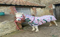 Welsh Section A horses for sale: Prini - Image 4