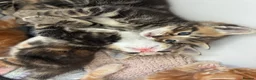 Mixed Breed cats for sale: 2 males left for a new home in Bodmin - Advert 6