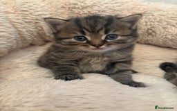 British Longhair cats for sale: British Longhaired mix - Image 1