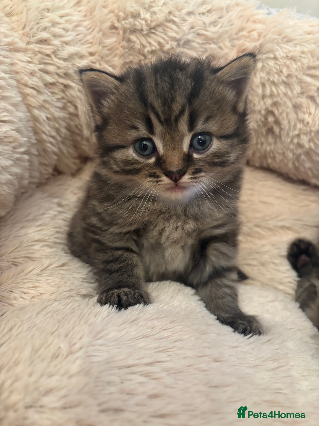 British Longhair cats for sale: British Longhaired mix - Image 1