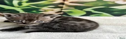 Bengal cats for sale: Rare Silver smoke Baby Bengals  in Stowmarket - Advert 27