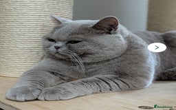 British Shorthair cats for sale: OUTSTANDING🏆PEDIGREE🎖CH SIRED in Dudley - Image 13
