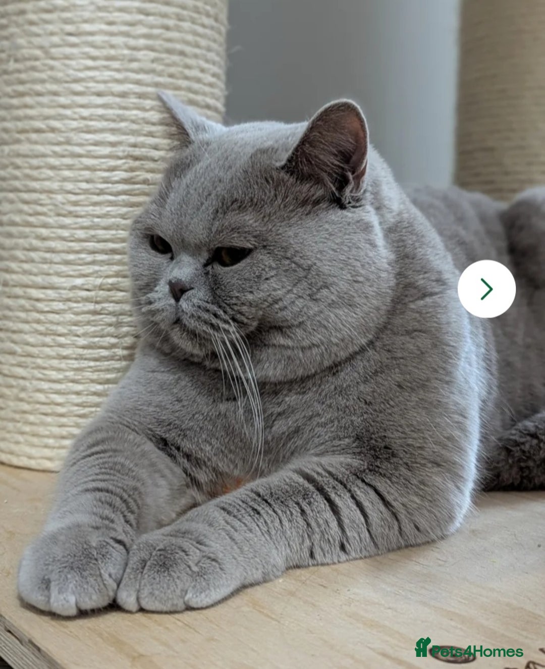British Shorthair cats for sale: OUTSTANDING🏆PEDIGREE🎖CH SIRED in Dudley - Image 13