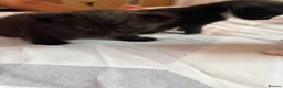 Mixed Breed cats for sale: Kittens  in Wellingborough - Advert 7