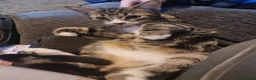 Mixed Breed cats for sale: Mira  - Advert 3