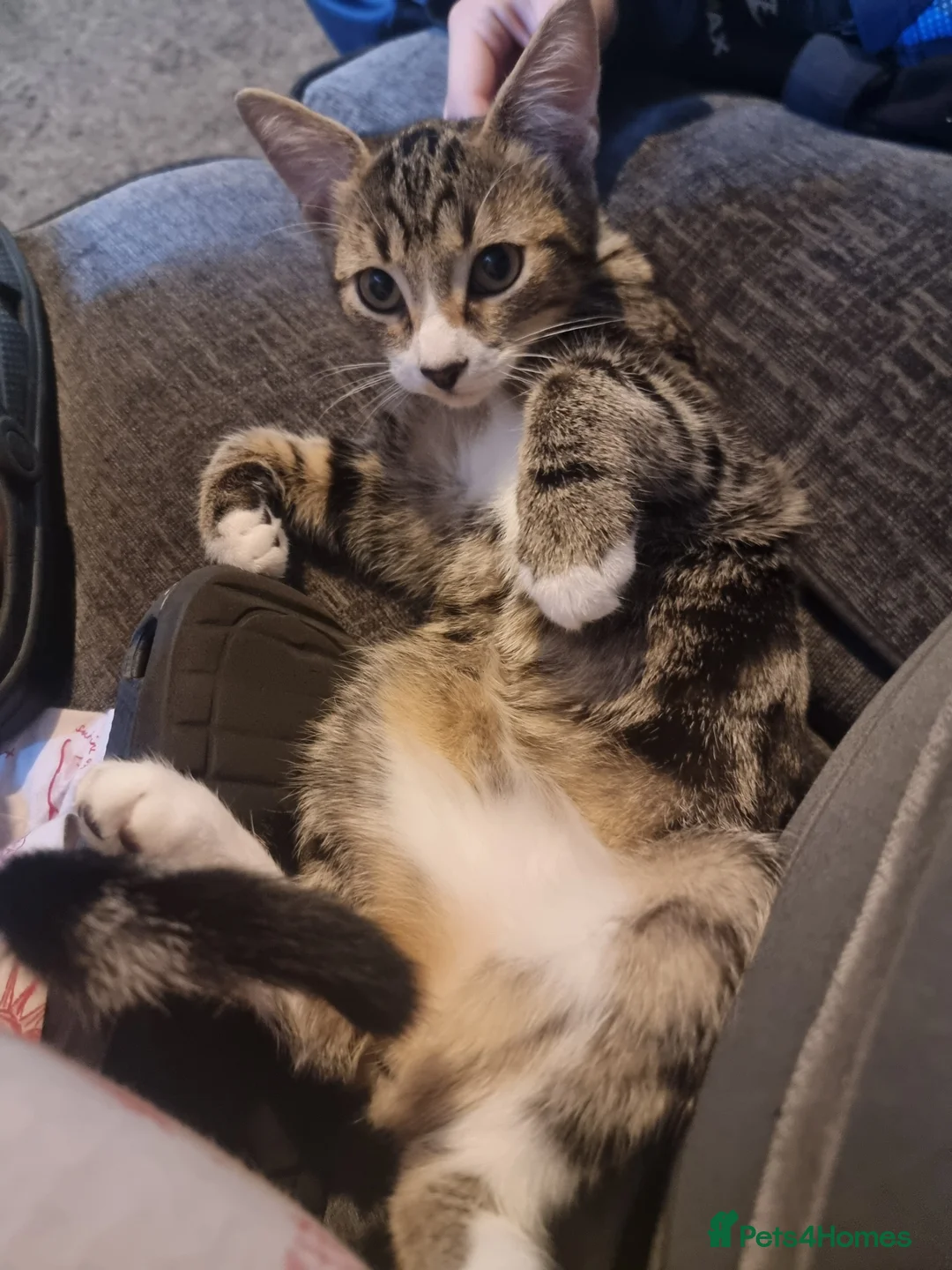 Mixed Breed cats for sale: Mira  - Advert 3