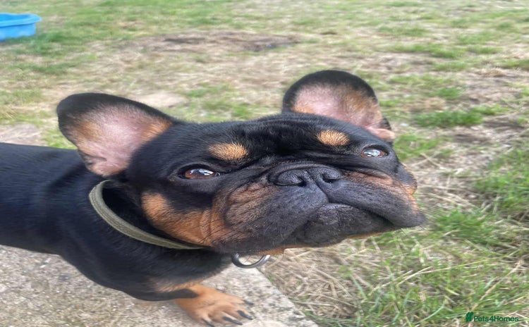 French Bulldog dogs - Advert 3