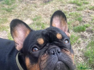 French Bulldog dogs - Advert 18