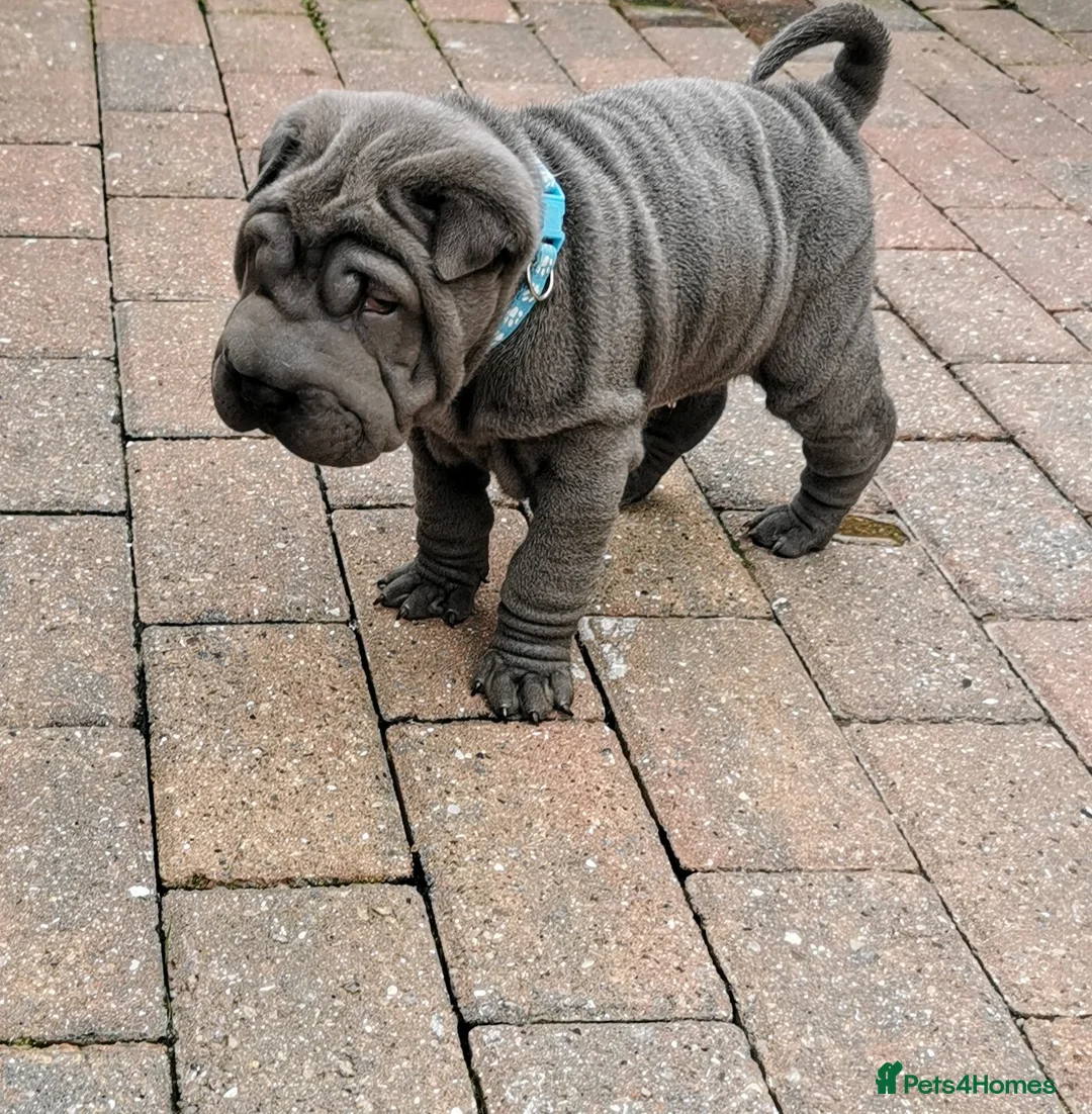 Shar Pei dogs for stud: Big boy Bleu in Sheffield - Advert 12