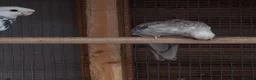 Mixed Breed birds for sale: Parakeets  in Chelmsford - Advert 9