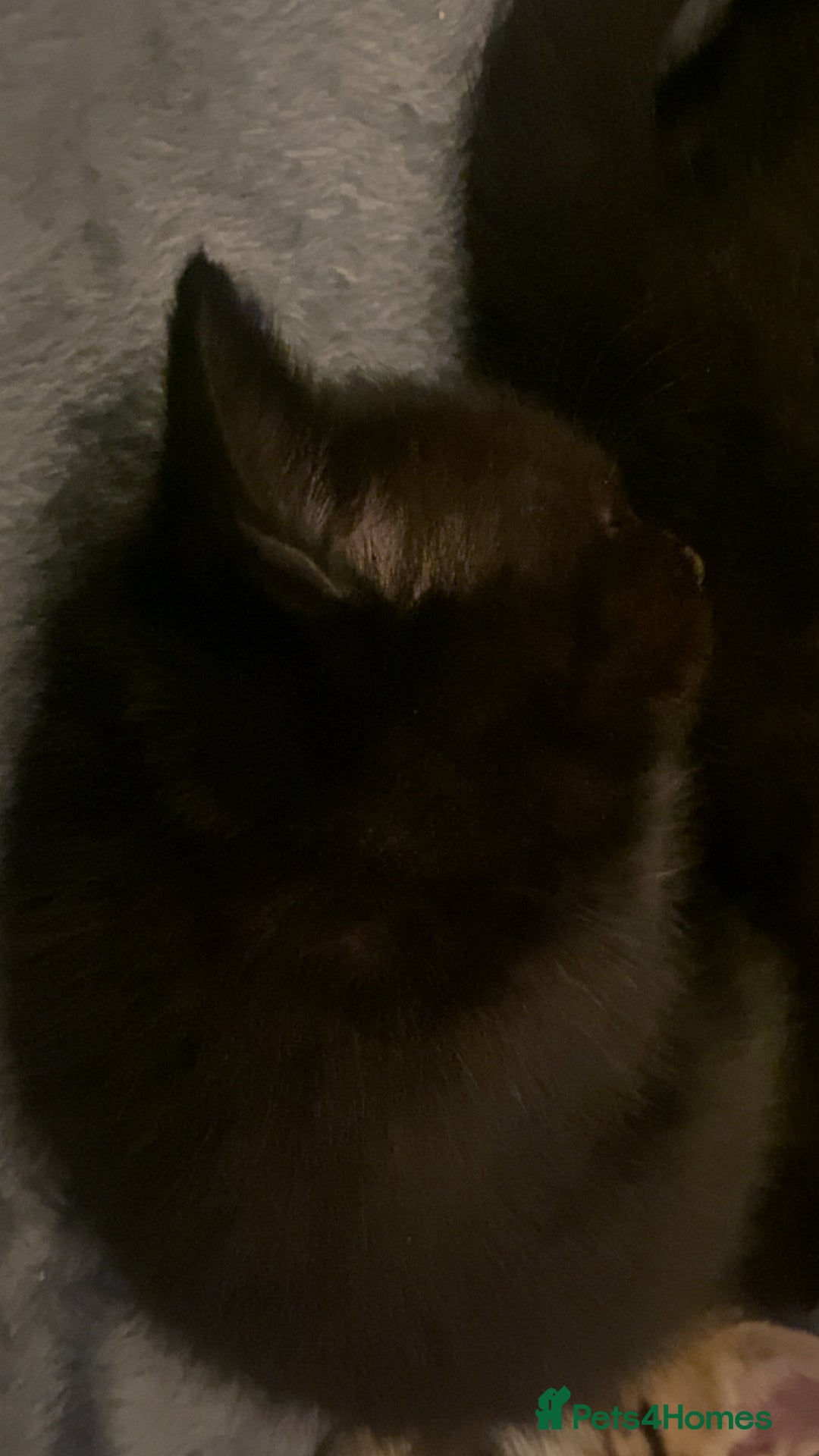 Mixed Breed cats for sale: Mixed breed Bengal and Norwegian forest cat  - Advert 13