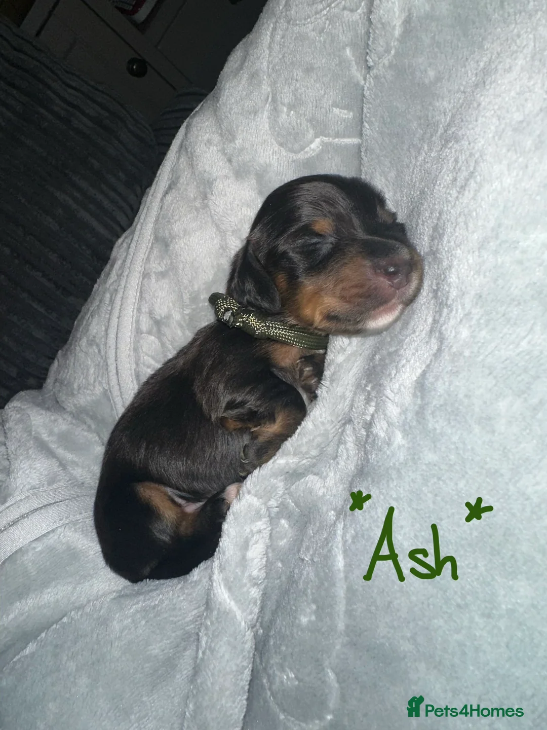Miniature Dachshund dogs for sale: Long haired miniature dachshunds - Advert 3