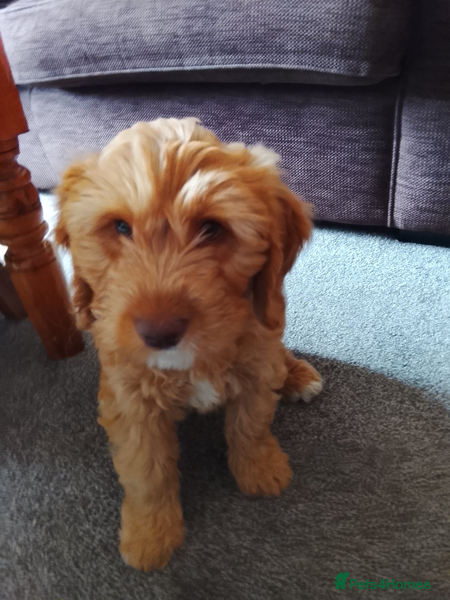 Cockapoo dogs Lovely male Cockapoo puppy - Advert 6
