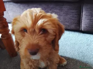 Cockapoo dogs Lovely male Cockapoo puppy - Advert 6
