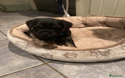 Border Terrier dogs for sale: Border Terrier KC registered 3x dogs for sale - Image 1