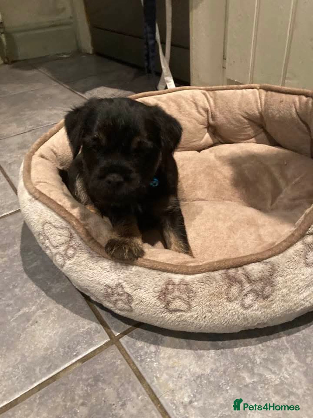 Border Terrier dogs for sale: Border Terrier KC registered 3x dogs for sale - Image 1