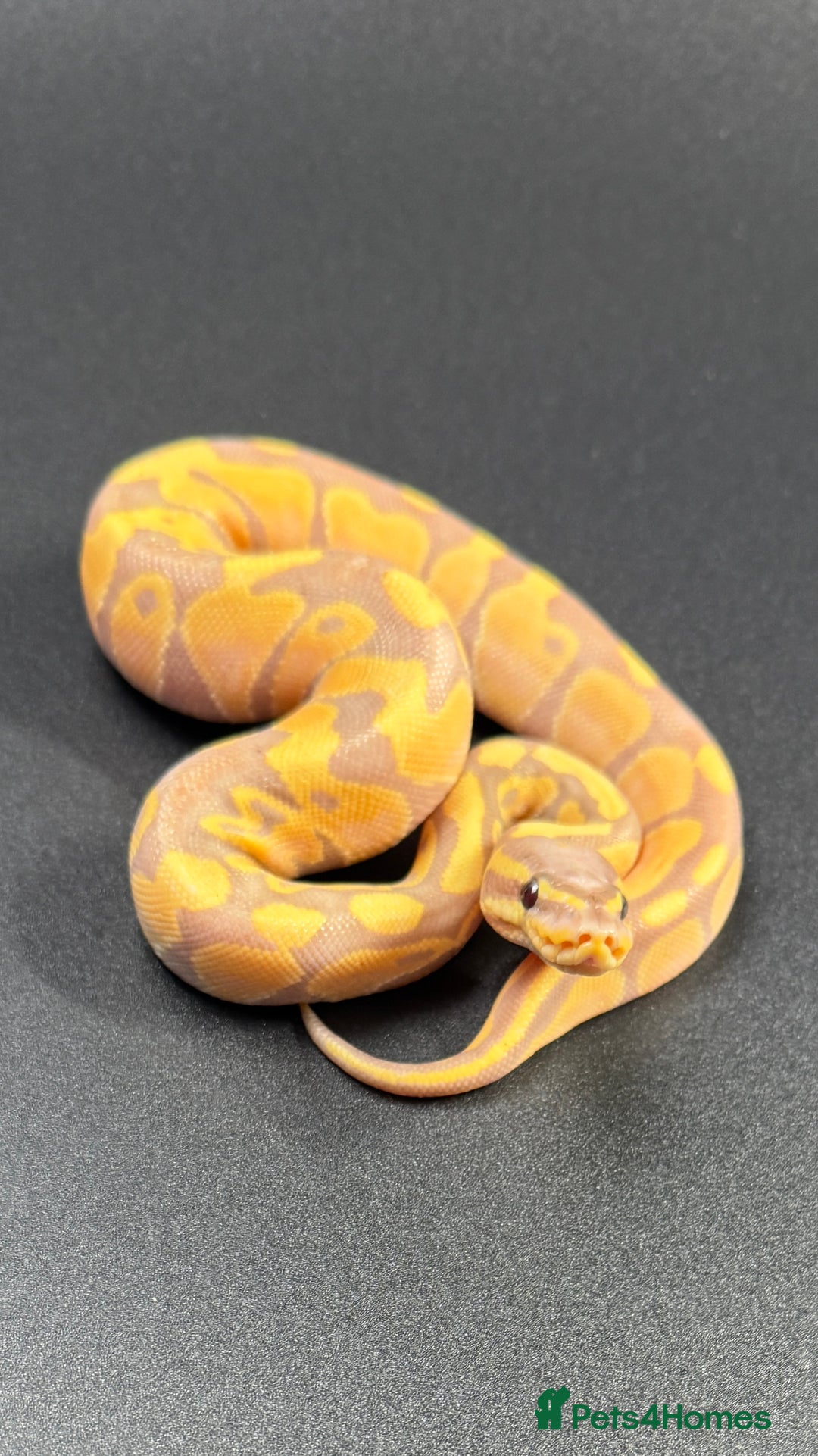 Python Snake reptiles for sale: Banana Enchi, Pastel 50% Het Clown/Hypo - Image 5