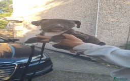 Mixed Breed dogs for sale: Staff x American Mastiff in Chelmsford - Image 27